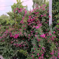 باغچه فروشی یا معاوضه|فروش زمین و ملک کلنگی|شهریار, اسکمان|دیوار