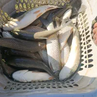 خرید و فروش ماهی و بچه ماهی کپور و آمور|ماهی|قصرشیرین, |دیوار