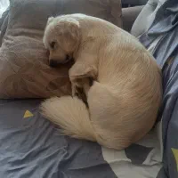 سگ دزدیده شده