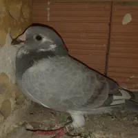 کبوتر ابلق طاووسی ناجلد