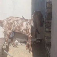 بز نر و ماده