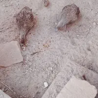 خروس
