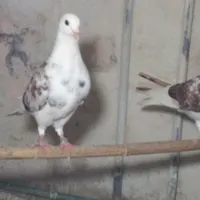 یه ماده سوسکی دو رگ پاکستانی ماده یه جوجه مفرق