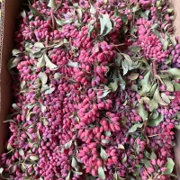زرشک تازه ارگانیک قائنات|عمده‌فروشی|ساری, |دیوار