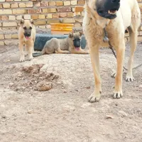 سگ سرابی و عراقی