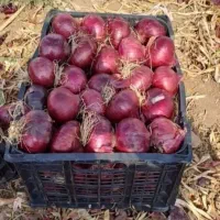 بذر پیاز قرمز محلی .روز کوتاه درجه یک تظمینی|خدمات باغبانی و درختکاری|داراب, |دیوار