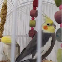 عروس|پرنده|مریوان, |دیوار