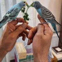 مرغ عشق دستی