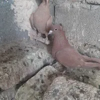 سلام پرنده فروشی