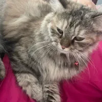 گربه ورشین دو رگه|گربه|ارومیه, |دیوار