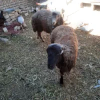 بره