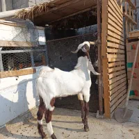 نربز گلابی|حیوانات مزرعه|چغادک, |دیوار