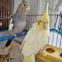 عروس هلندی|پرنده|بندر انزلی, کوی واحدی|دیوار