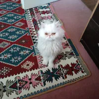 واگذاری گربه ی پرشین نر اصیل|گربه|صدرا-فارس, فاز ۱|دیوار