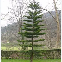 باغبانی صفرتاصد|خدمات باغبانی و درختکاری|گنبد کاووس, |دیوار