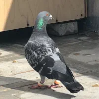 کفتر‌ زاغ دم سفید و المانی