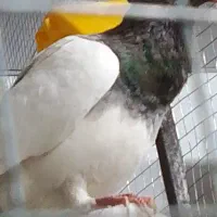 یهودی سرور|پرنده|بهبهان, |دیوار