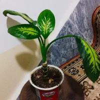 حراج و اقعی