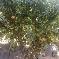 فروش باغ صحرای سفیداب حبیب اباد|فروش خانه و ویلا|حبیب آباد, |دیوار