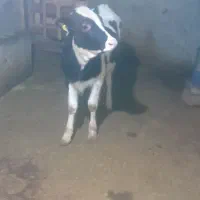 گوساله ماده