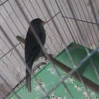 قناری رسمی|پرنده|قرچک, میرزائی شمالی|دیوار