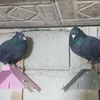 یک جفت نروماده زاغ چش نوک سفید