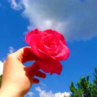 کبوتر پیدا شده