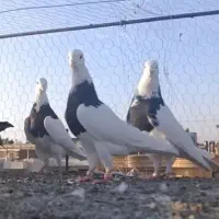 کبوتر رنگه طوقی سینه کله ۲۴تا رنگه کفتر طوقی