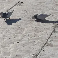 کفتر طوقی|پرنده|بازفت, |دیوار