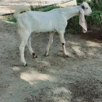 چپش گلابی گوش بلند|حیوانات مزرعه|جیرفت, |دیوار