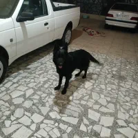 سگ ژرمن|سگ|باغستان, |دیوار