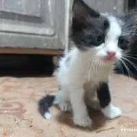 واگذاری گربه پرشین