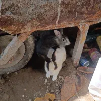 خرگوش نر