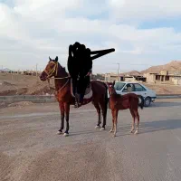 اسب مادیون کرد