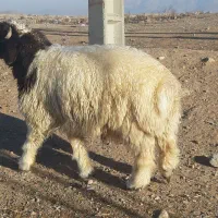 گوسفند بهداشتی وسالم