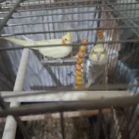 دوعدد عروس هلندی