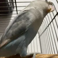 پرنده حیوانات لوازم پرنده طوطی برزیلی پا کوتاه|پرنده|قرچک, میرزائی جنوبی|دیوار