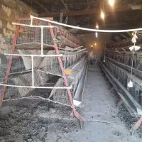 قفس مرغ تخمگذار|لوازم جانبی حیوانات|مشهد, محمدآباد|دیوار