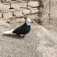 شازده نر فروشی