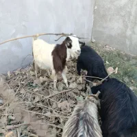 تعداد 20راس بز کهر ه دار داشتی|حیوانات مزرعه|بندر گناوه, |دیوار