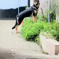 واگذاری سگ|سگ|رشت, لاکان شهر|دیوار