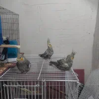 عروس‌هلندی|پرنده|بندر ماهشهر, |دیوار