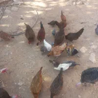 مرغ خروس جوجه ب|حیوانات مزرعه|کوهدشت, |دیوار