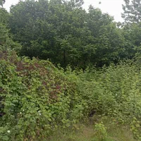 چمن علف زنی چاله کنی سمپاشی بریدن درخت با مجوز|خدمات باغبانی و درختکاری|صومعه‌سرا, |دیوار