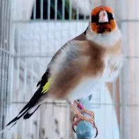 سهره سرسیاه و سره چهار گل دوتاش  مال سپیدان