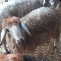 بره|حیوانات مزرعه|باوی, |دیوار