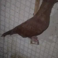 دم سفید ابلغ سار طاووسی سرخ ساده کاکلی