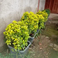 فروش گل|گل و گیاه طبیعی|چابکسر, |دیوار