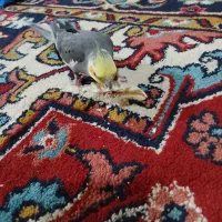 عروس هلندی