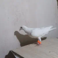 سار کرمونی سوسکی سرخ|پرنده|تربت‌حیدریه, شهرک ولیعصر|دیوار